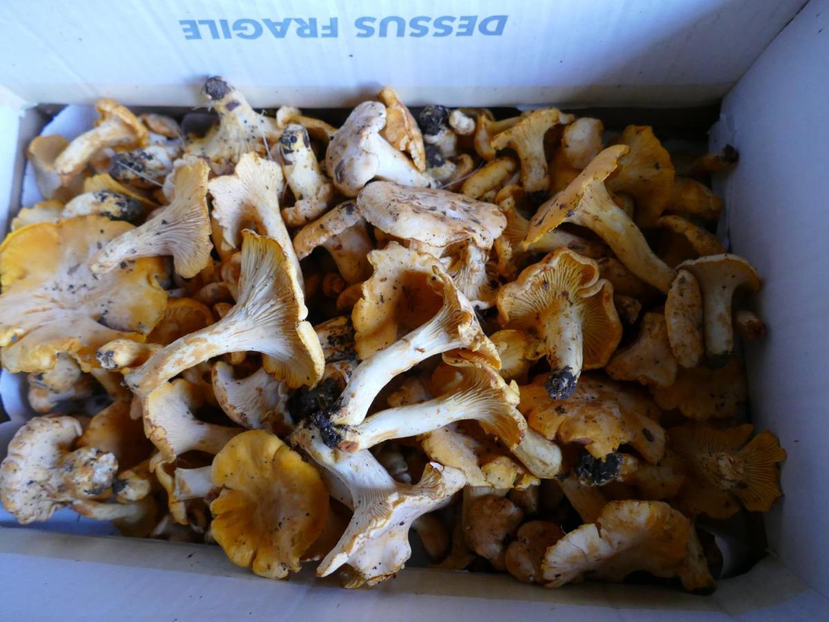 Roulotte Maisonthiers Blanot  外观 照片